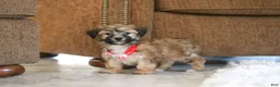 Morkie dogs for sale: Milo - Ad 5