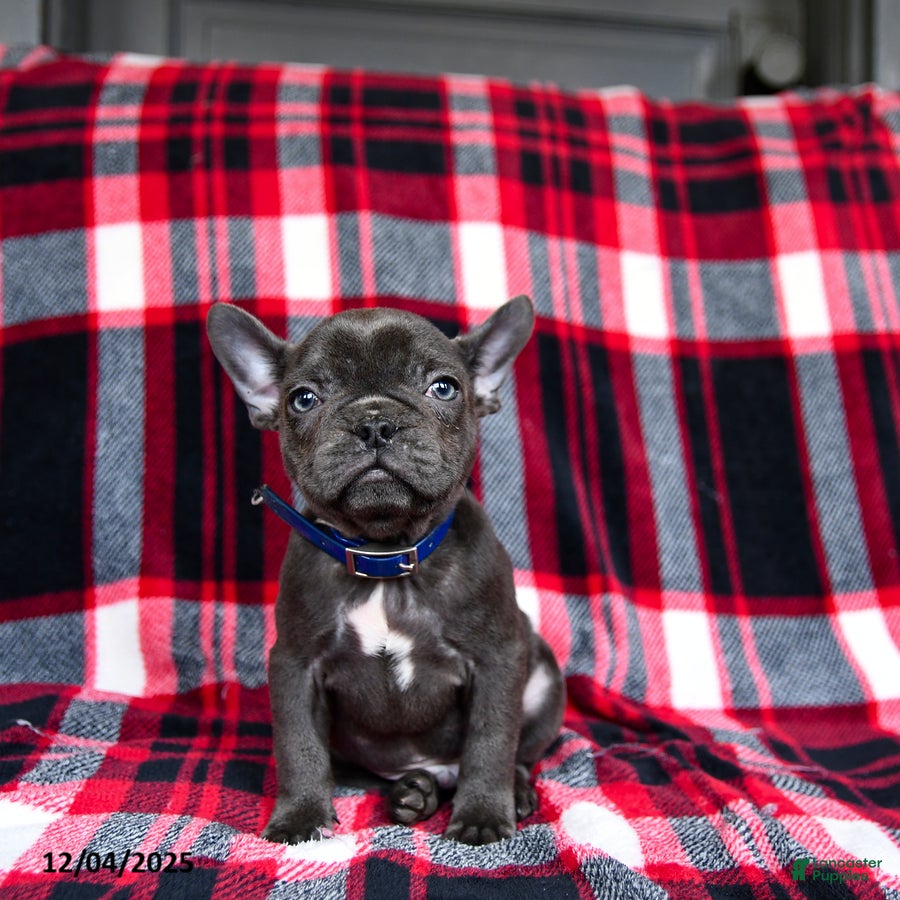 French Bulldog dogs Blue Belle - Ad 35