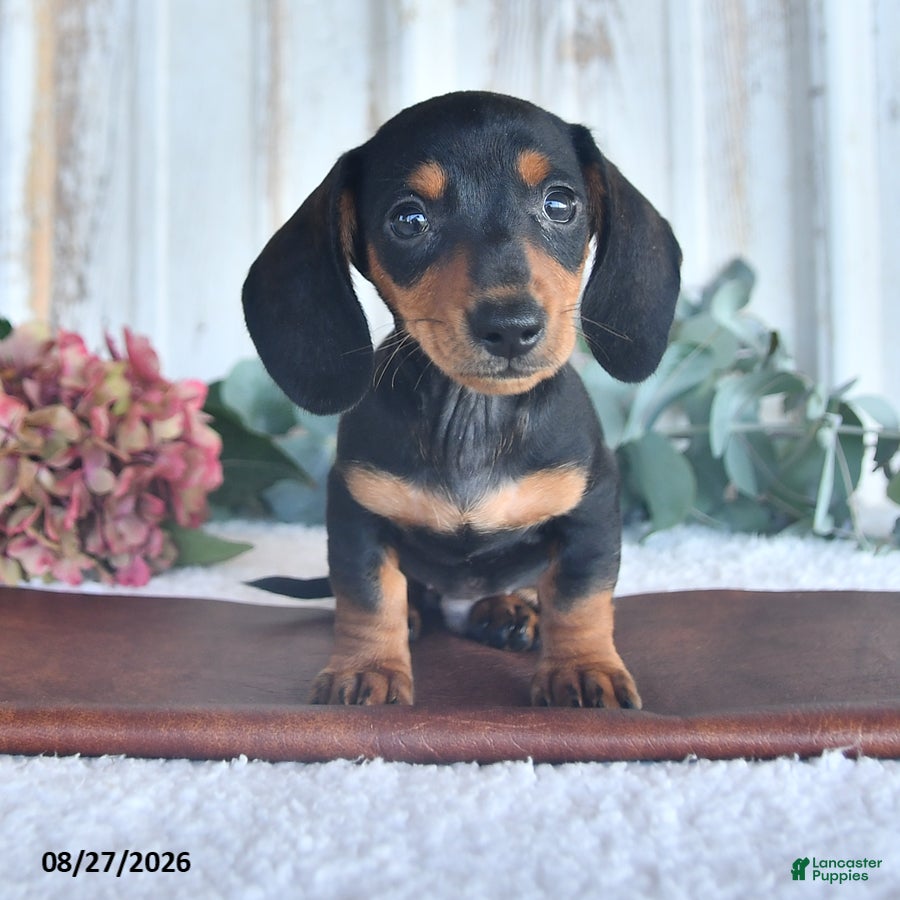 Miniature Dachshund dogs Midnight - Ad 1
