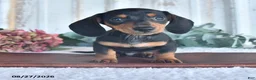 Miniature Dachshund dogs for sale: Midnight - Ad 1
