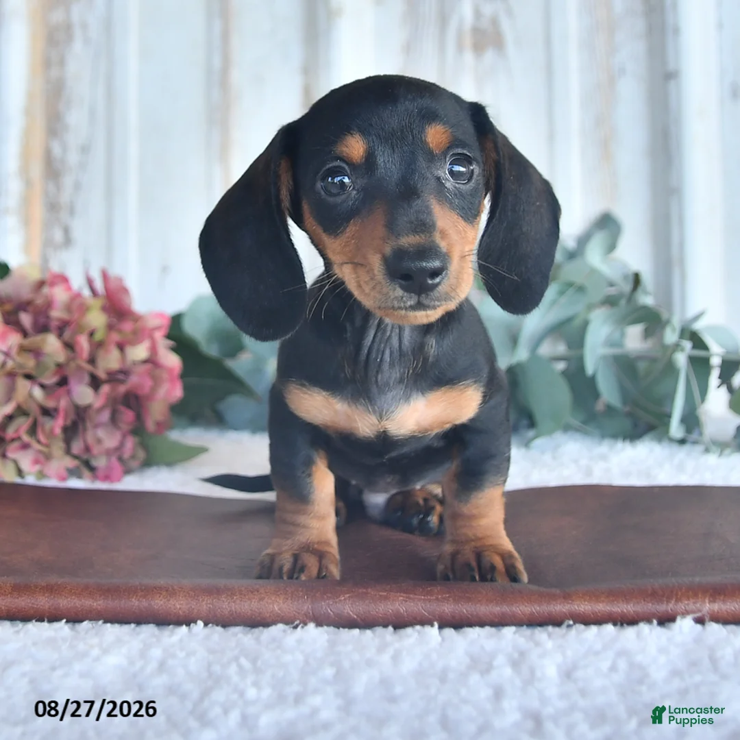 Miniature Dachshund dogs for sale: Midnight - Ad 1