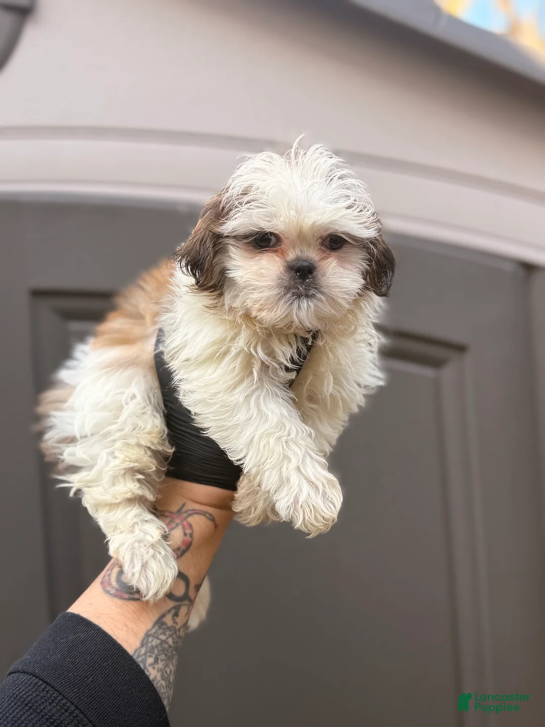 Shih Tzu dogs for sale: Duke - Ad 1