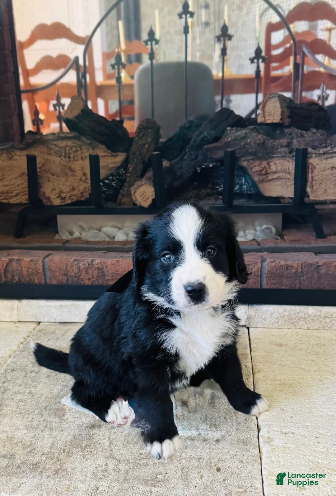 Mixed Breed dogs for sale: Chanel - Ad 2