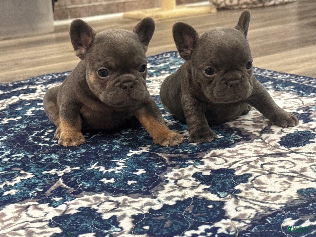 French Bulldog dogs for sale: French Bulldog Puppy 1 - Ad 10