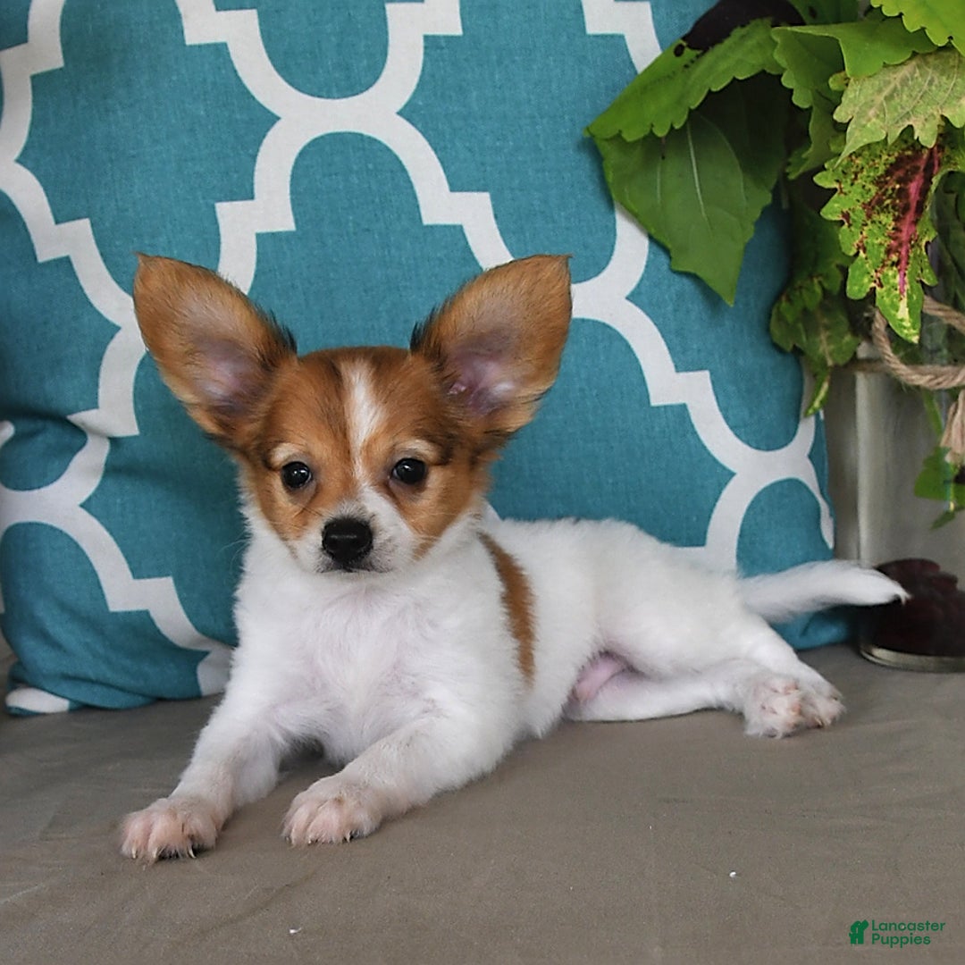Papillon dogs for sale: Bailey - Ad 17