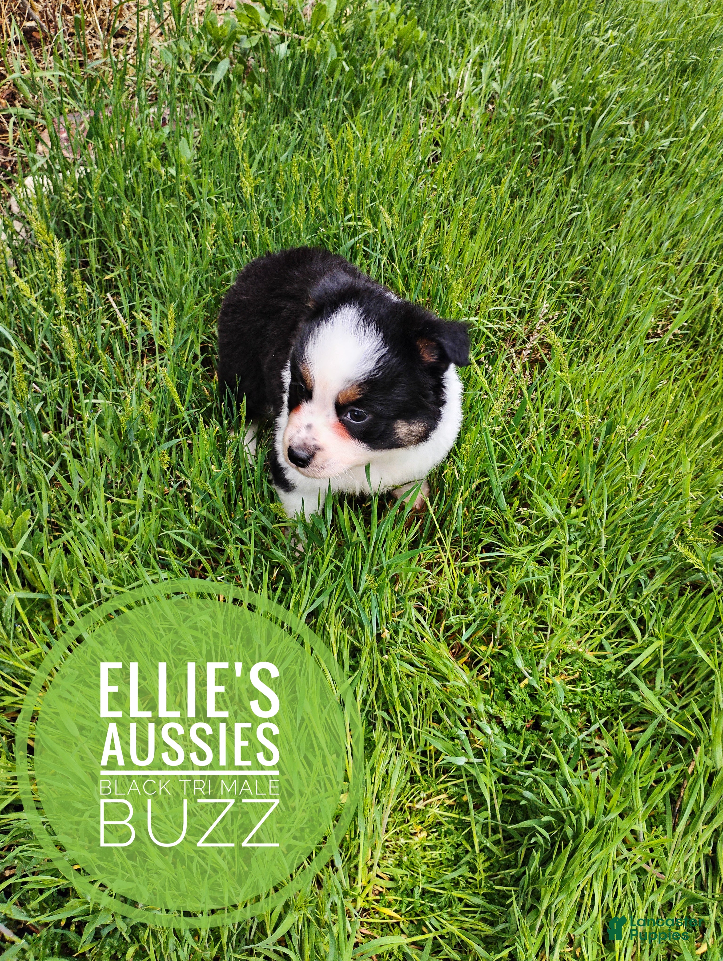 Miniature Australian Shepherd dogs Miniature Australian Shepherd Puppy 1 - Ad 2