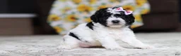 Miniature Poodle dogs for sale: Millie - Ad 3