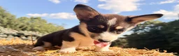 Welsh Corgi Pembroke dogs for sale: Holly - Ad 4
