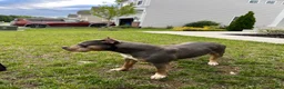 American Bully dogs for sale: American Bully 1 - Ad 4