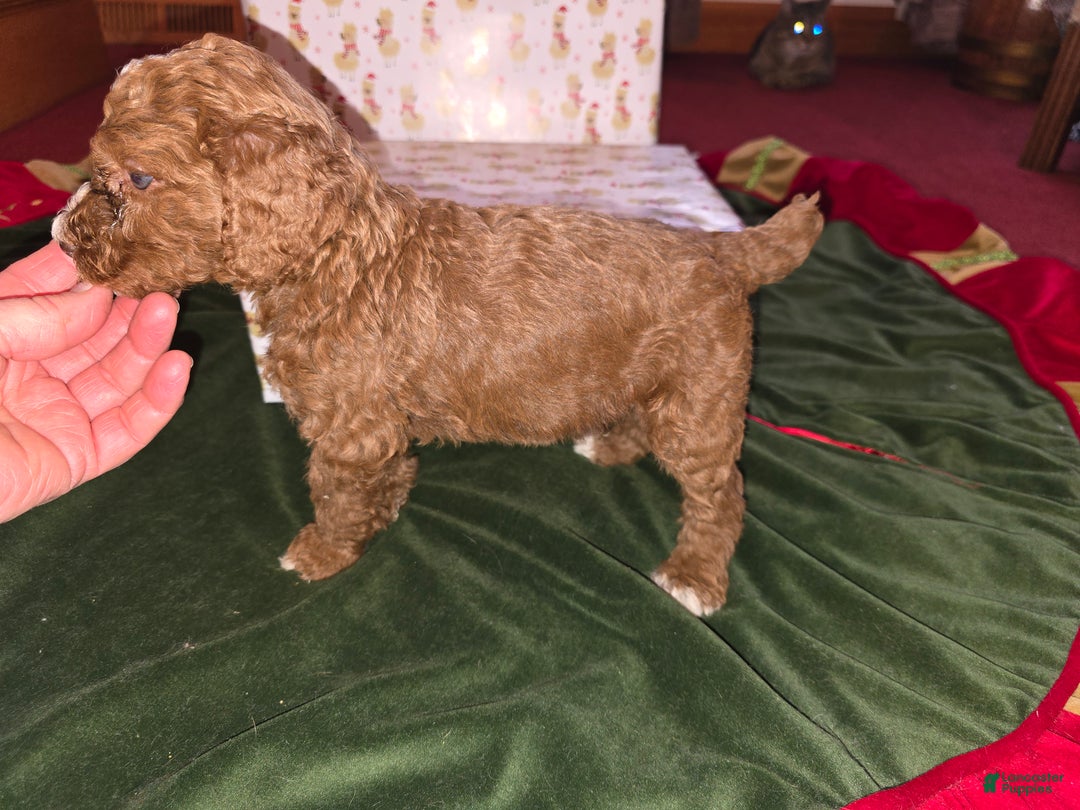 Standard Poodle dogs for sale: Theo - Ad 2
