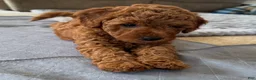 Mini Goldendoodle dogs for sale: Lily - Ad 3