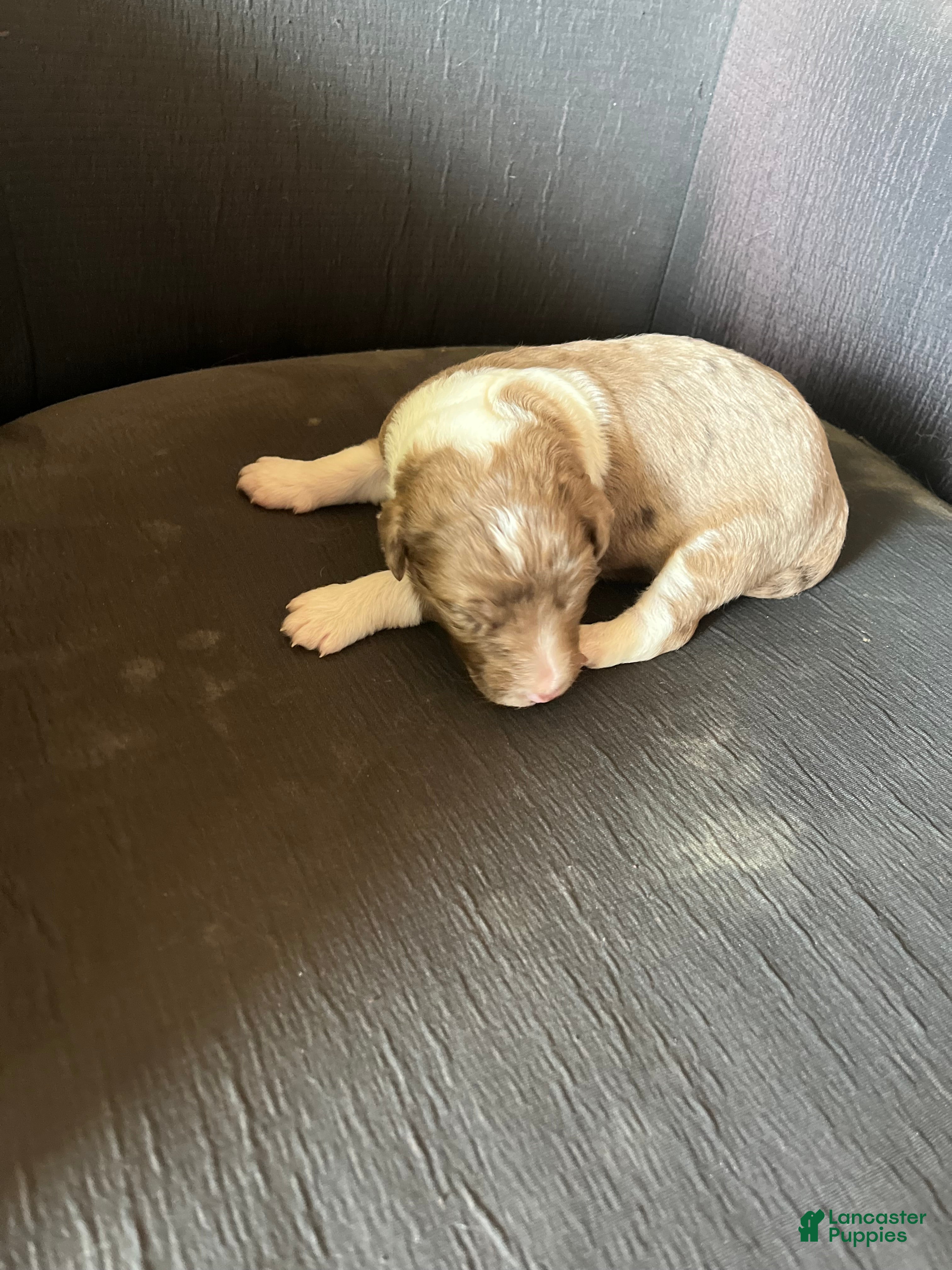 Aussiedoodle dogs Aussiedoodle Puppy 3 - Ad 1