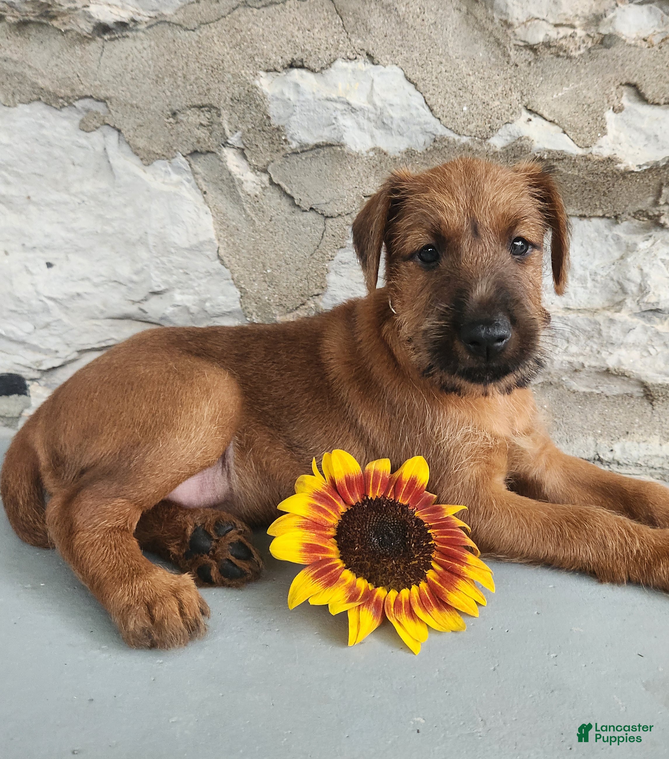 Irish Terrier dogs Rosy - Ad 1