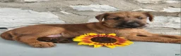 Irish Terrier dogs for sale: Rosy - Ad 1