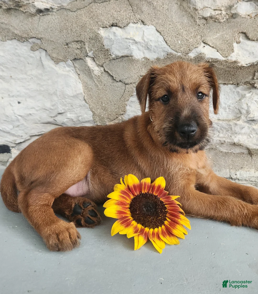 Irish Terrier dogs for sale: Rosy - Ad 1