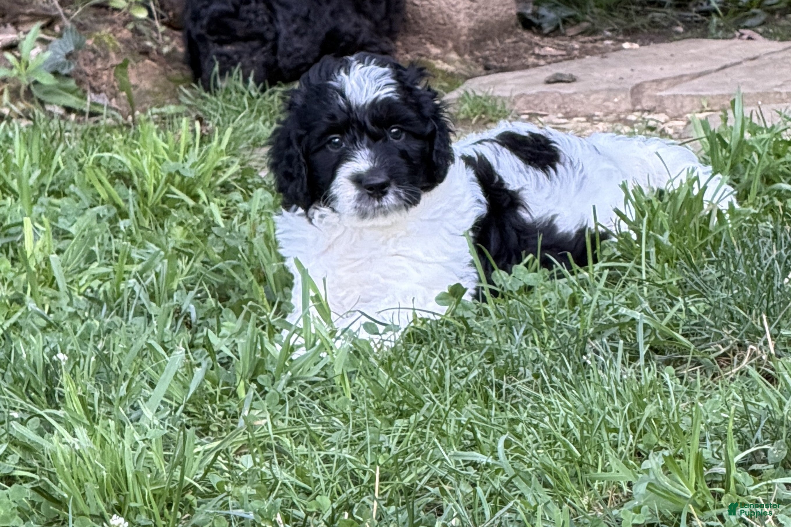 Aussiedoodle dogs Rizzo - Ad 1