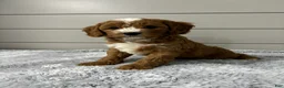 Cavapoo dogs for sale: Maverick  - Ad 5
