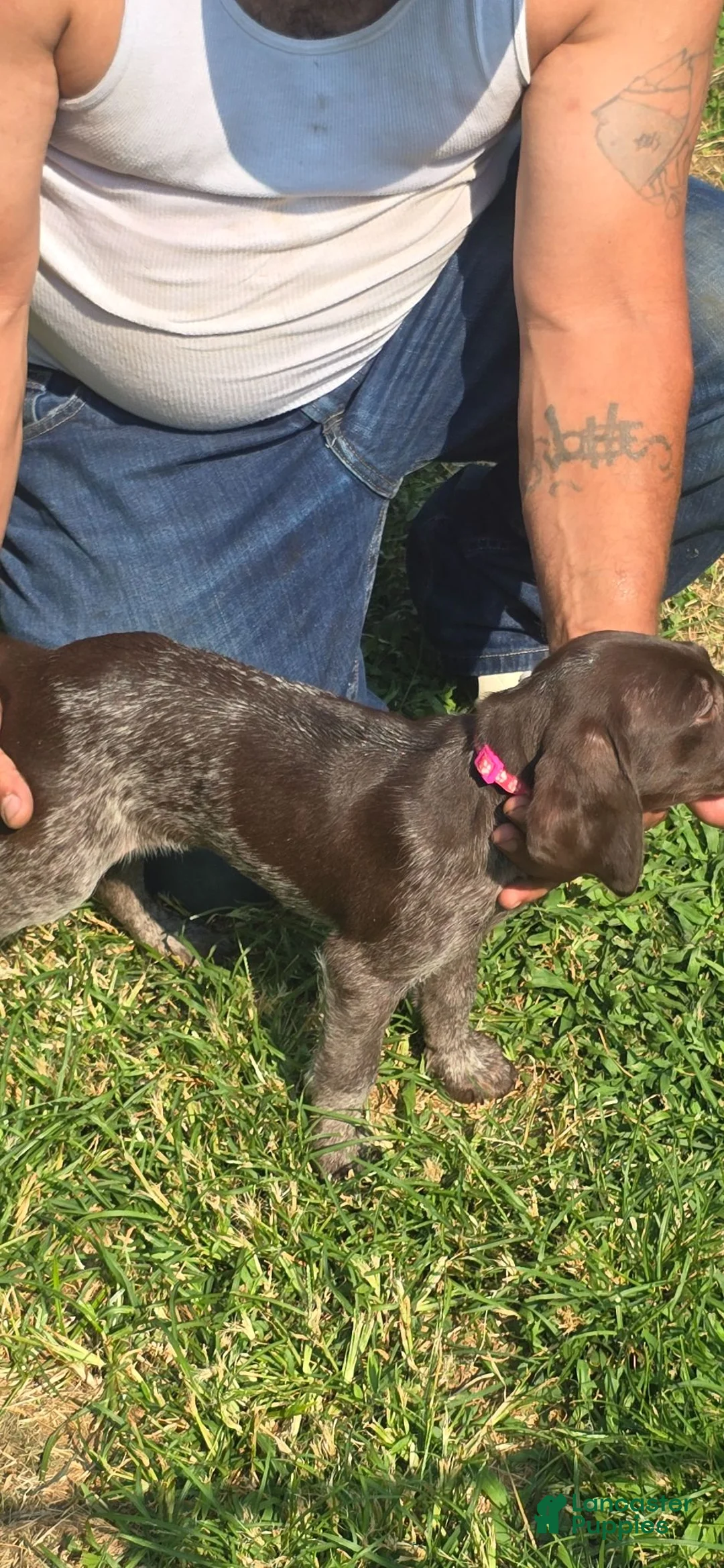 German Shorthaired Pointer dogs for sale: German Shorthaired Pointer 1 - Ad 1