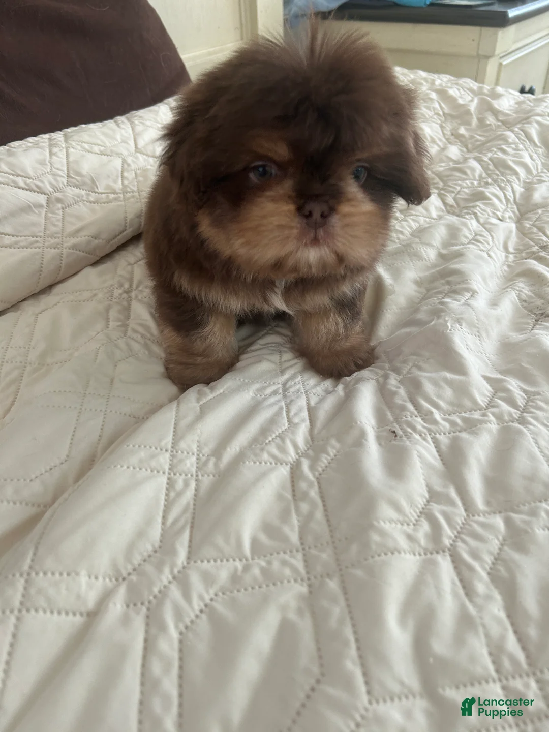 French Bulldog dogs for sale: Garth - Ad 2