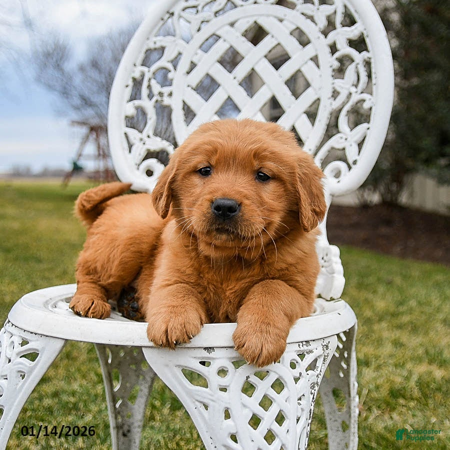 Golden Retriever dogs Pippi - Ad 20