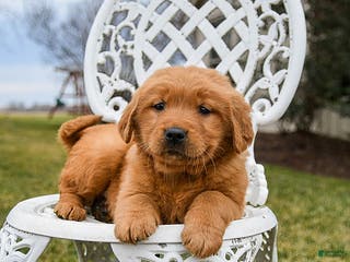 Golden Retriever dogs Pippi - Ad 20
