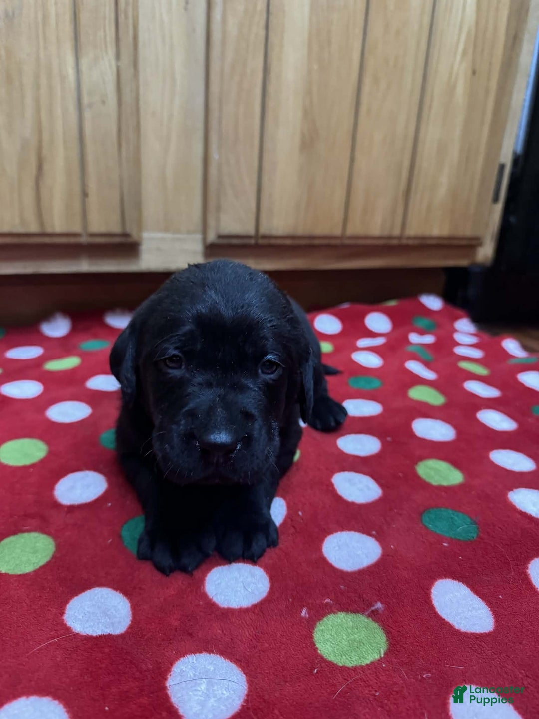 Labrador Retriever dogs for sale: Forest - Ad 2