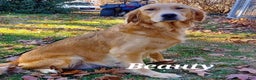 Golden Retriever dogs for sale: Faith  - Ad 5