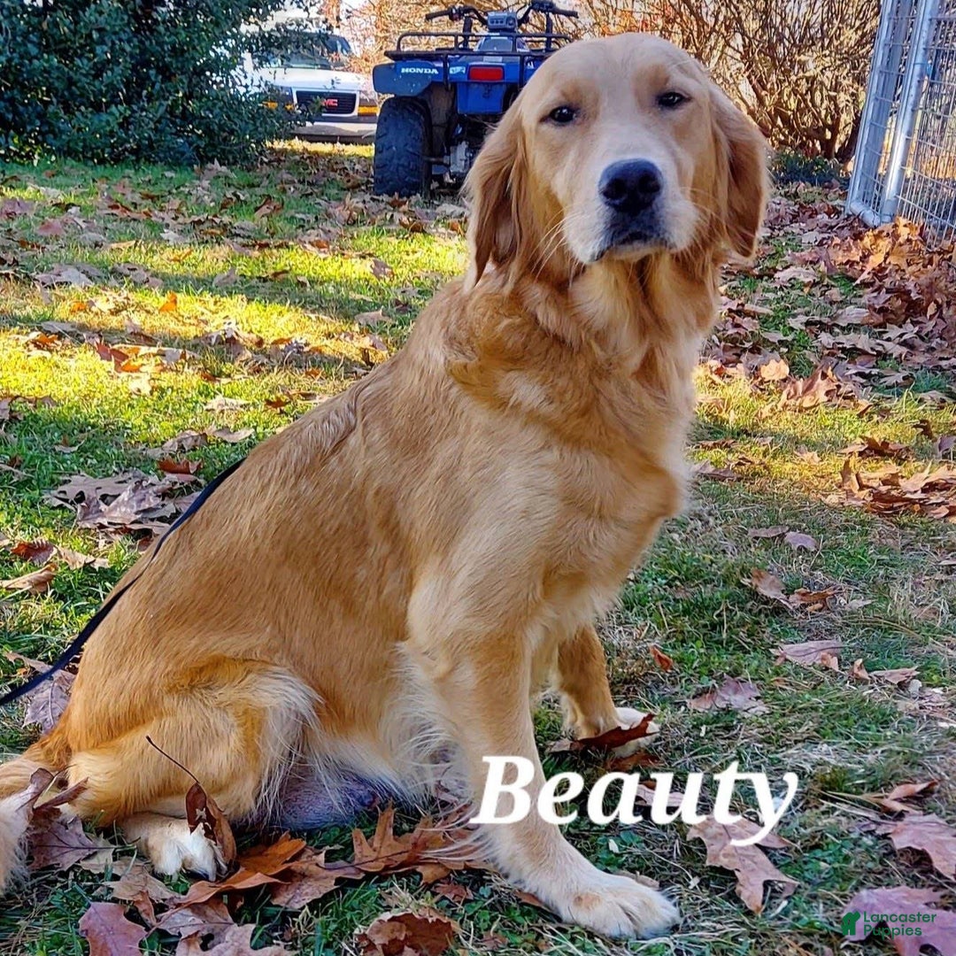 Golden Retriever dogs for sale: Faith  - Ad 5