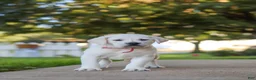 Labrador Retriever dogs for sale: Sherry - Ad 7