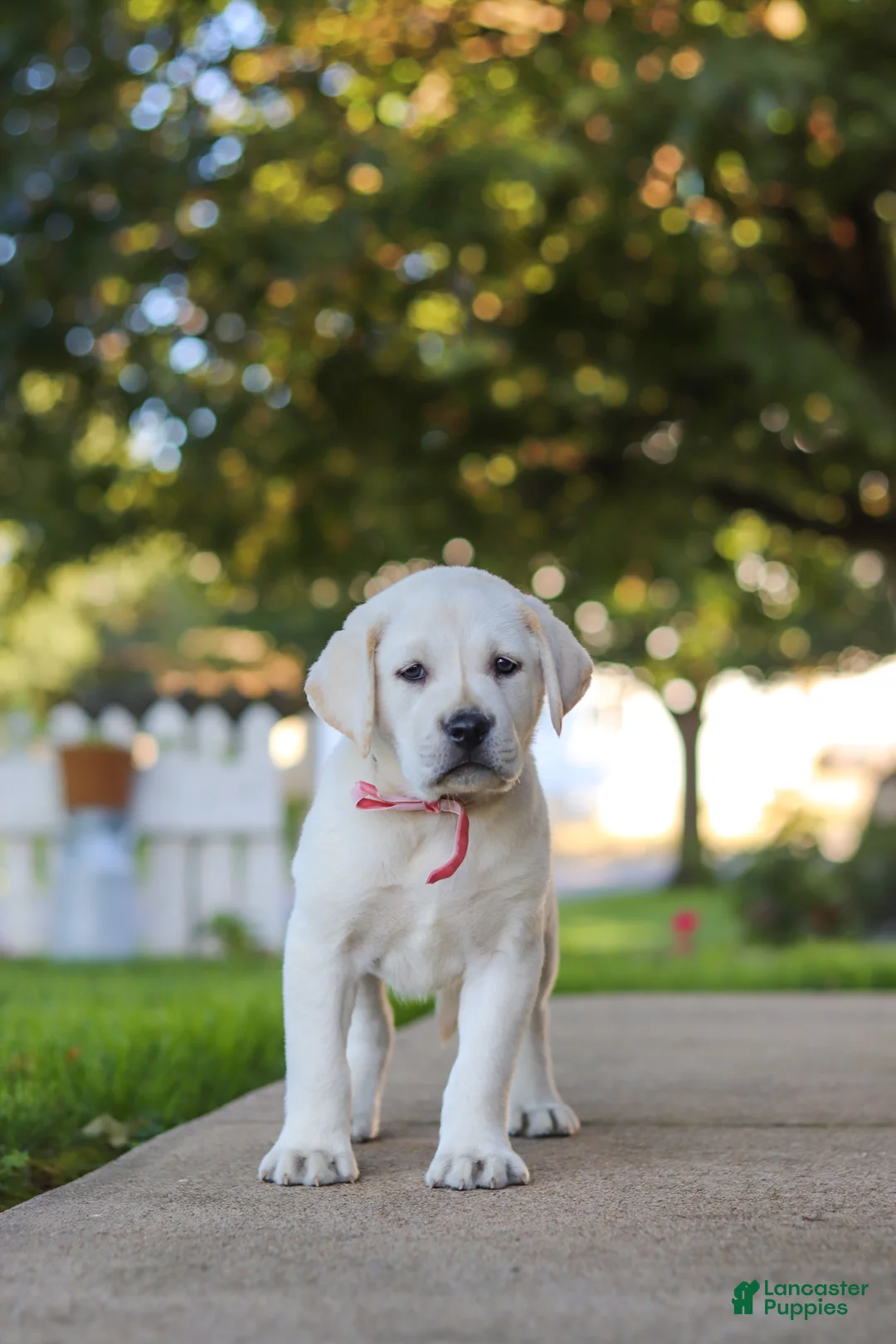 Labrador Retriever dogs for sale: Sherry - Ad 7