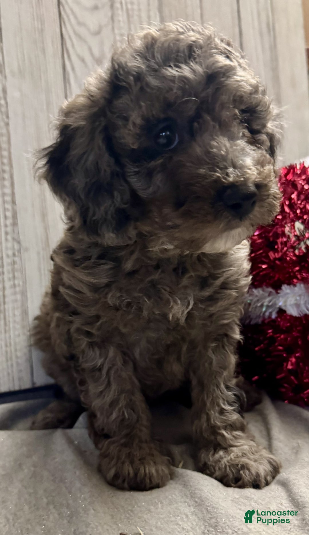 Mixed Breed dogs for sale: Jalon - Ad 6