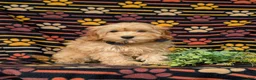 Cockapoo dogs for sale: Bryant 9 lbs Full Grown - Ad 3