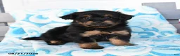 Havapoo dogs for sale: Peanut Butter Cup - Ad 1
