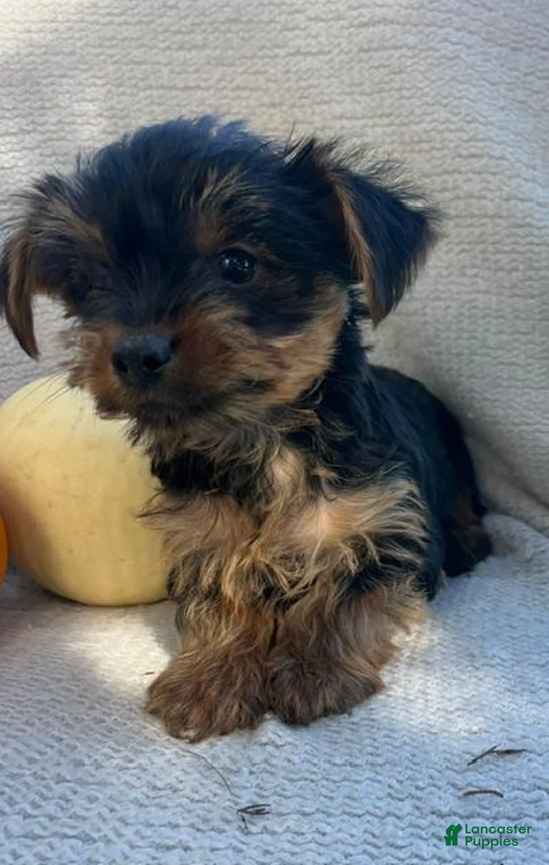 Yorkshire Terrier dogs for sale: Houdini - Ad 2