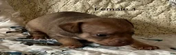 Chiweenie dogs for sale: Chiweenie 6 - Ad 19