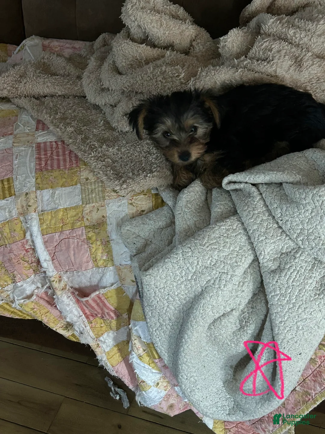 Yorkshire Terrier dogs for sale: Yorkshire Terrier Puppy 3 - Ad 1