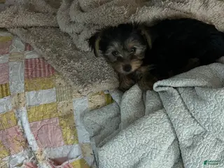 Yorkshire Terrier dogs Yorkshire Terrier Puppy 3 - Ad 25