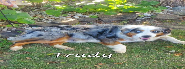 Trudy 