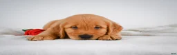 Golden Retriever dogs for sale: Rocky - Ad 11