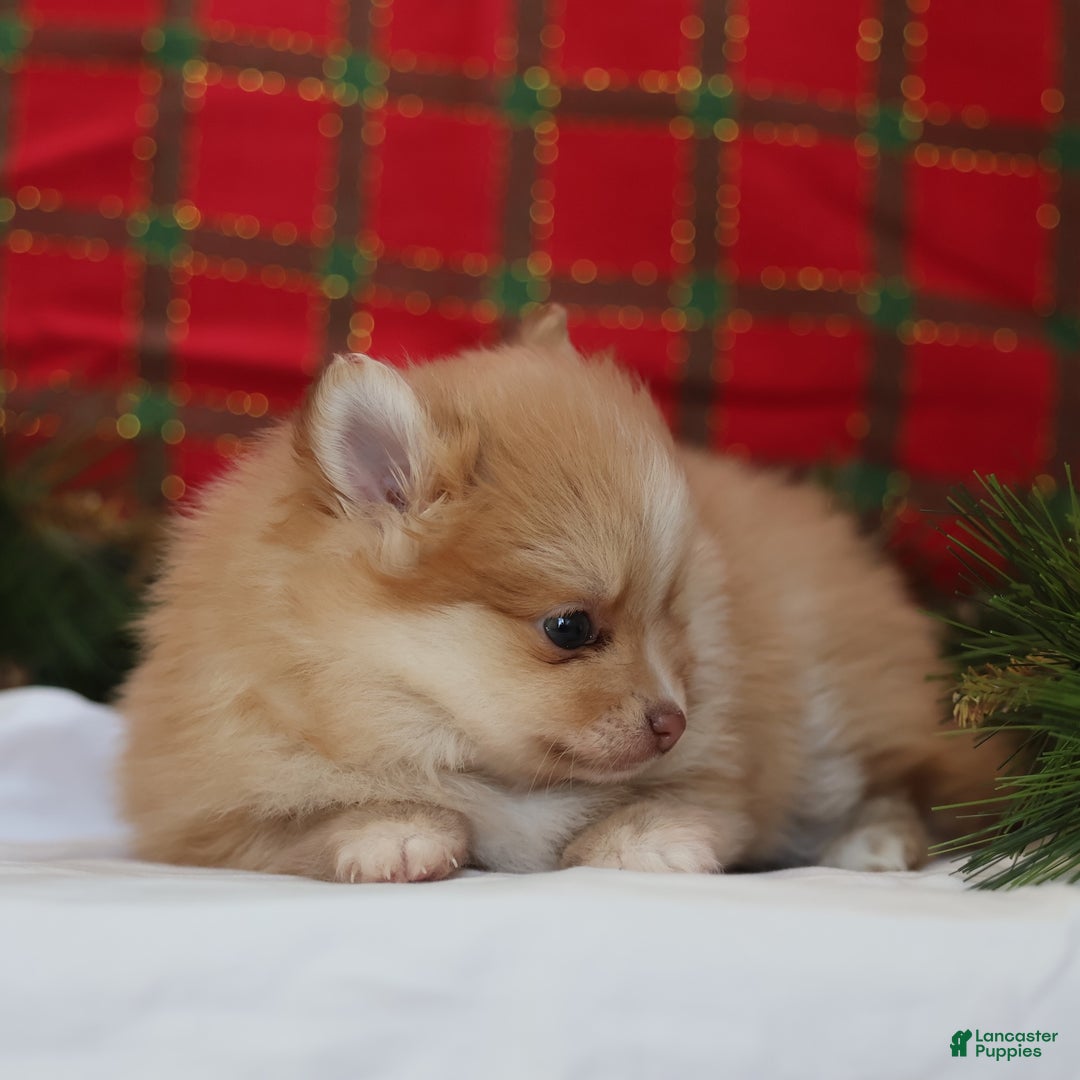 Mixed Breed dogs for sale: Biscuit  - Ad 3