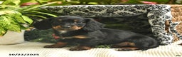 Miniature Dachshund dogs for sale: Felicity  - Ad 6