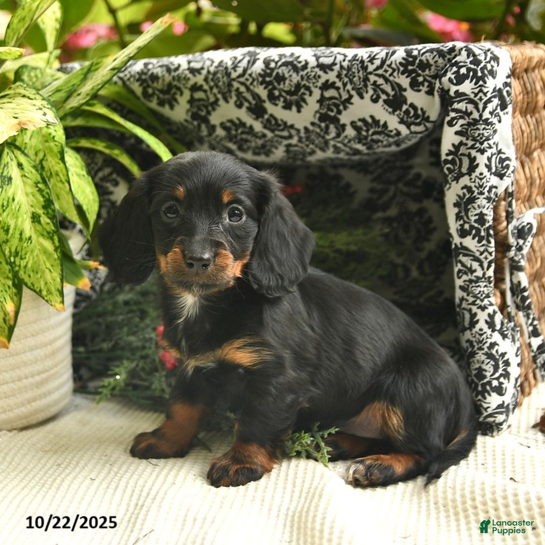 Miniature Dachshund dogs for sale: Felicity  - Ad 6