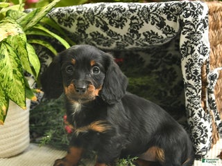 Miniature Dachshund dogs Felicity - Ad 33