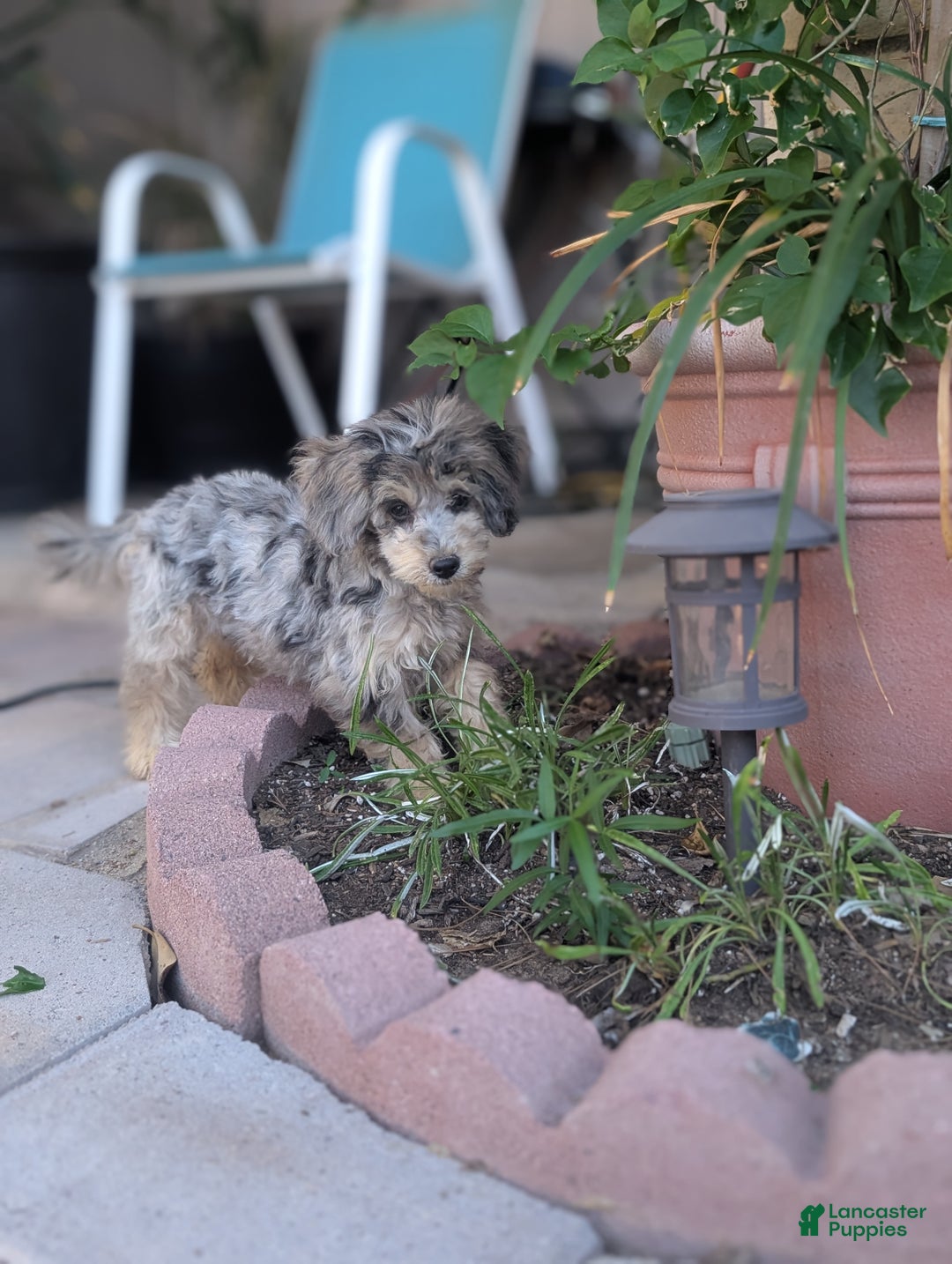 Miniature Poodle dogs for sale: June Bug - Ad 4