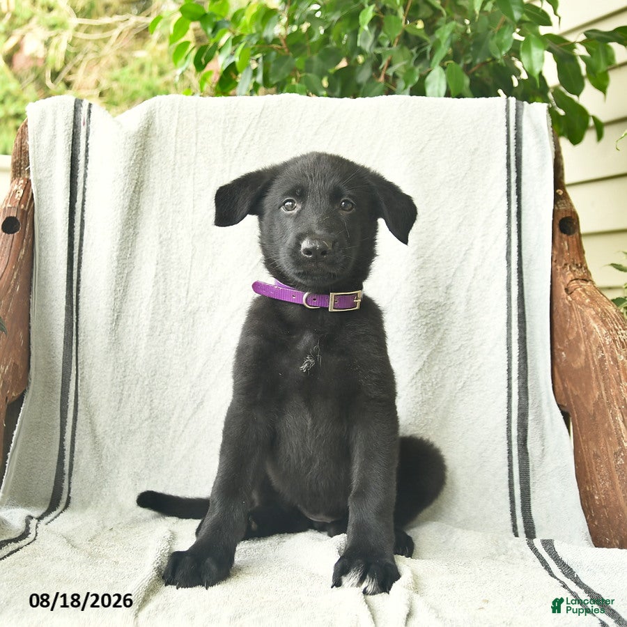 German Shepherd dogs Ginger  - Ad 2