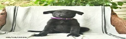 German Shepherd dogs for sale: Ginger  - Ad 2
