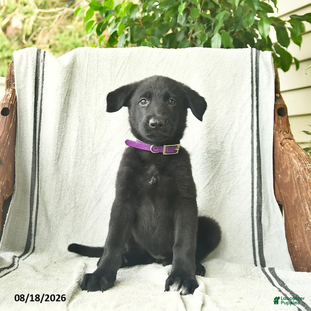 German Shepherd dogs for sale: Ginger  - Ad 2