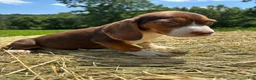 Beagle dogs for sale: Beagle 1 - Ad 3