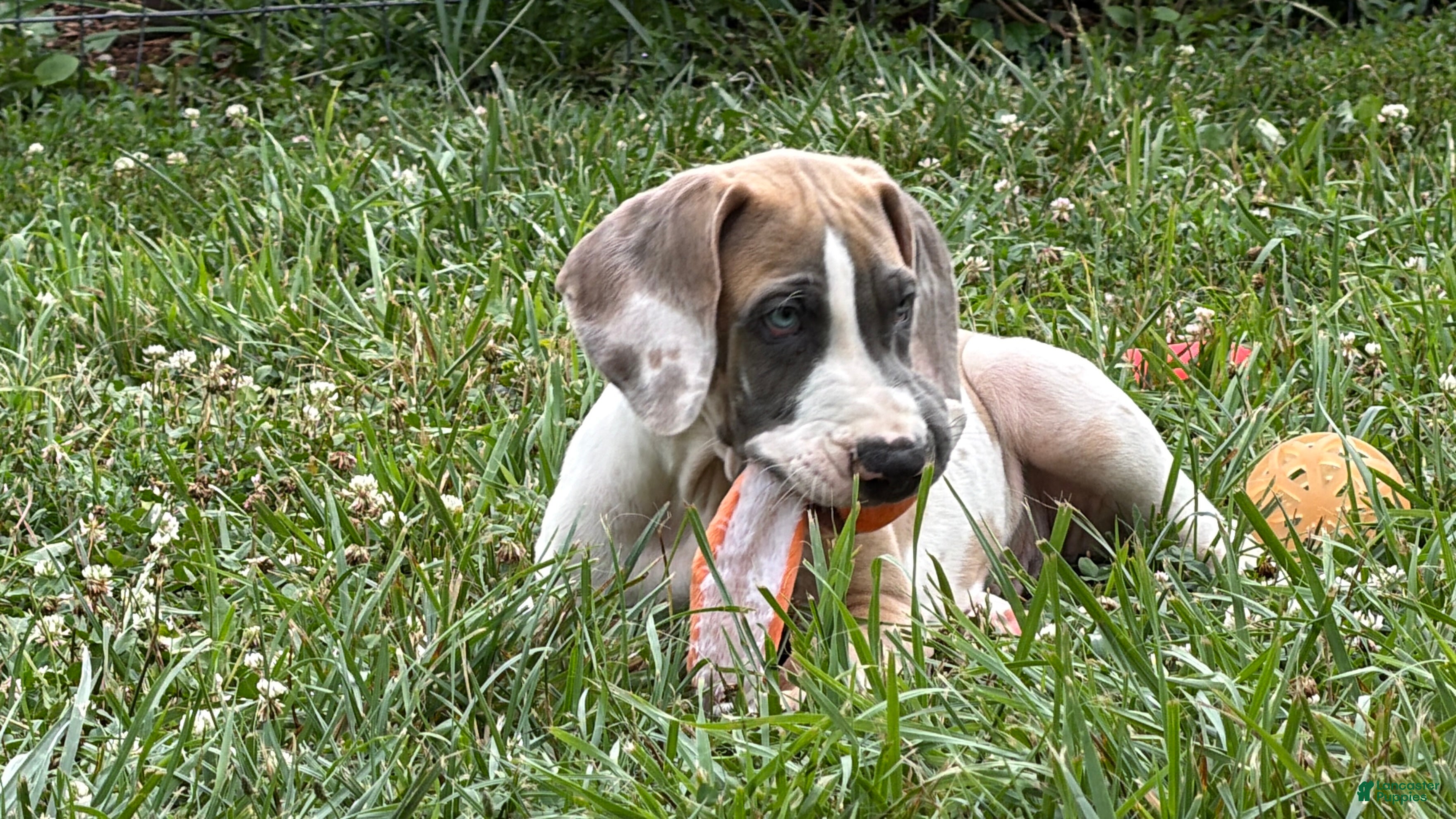 Great Dane dogs Parker Great Dane  - Ad 2