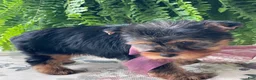 Yorkshire Terrier dogs for sale: Flo - Ad 6